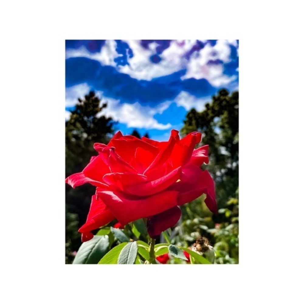 Professional Photography Print